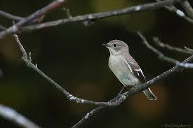 Image result for Ficedula albicollis