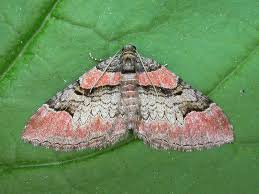 Attēlu rezultāti vaicājumam “Catarhoe rubidata”