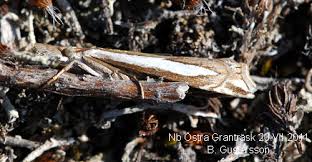 Attēlu rezultāti vaicājumam “Crambus hamella”