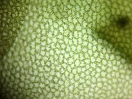 Attēlu rezultāti vaicājumam “Leiocolea rutheana sporophyte”