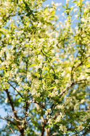 Attēlu rezultāti vaicājumam “Exochorda giraldii var. wilsonii”