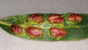 Attēlu rezultāti vaicājumam “Pontania proxima”