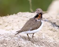 Attēlu rezultāti vaicājumam “Actitis hypoleucos”