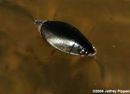 Attēlu rezultāti vaicājumam “Gyrinidae”