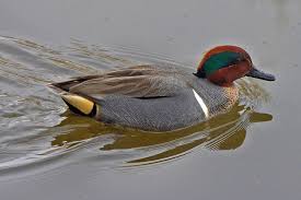 Attēlu rezultāti vaicājumam “Anas crecca male”