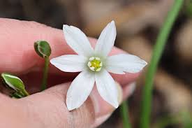 Attēlu rezultāti vaicājumam “Ornithogalum umbellatum flower”