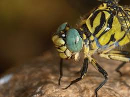 Attēlu rezultāti vaicājumam “Onychogomphus forcipatus”