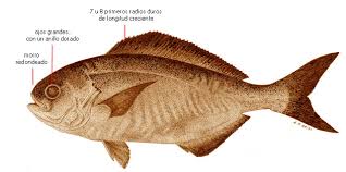 Image result for Schedophilus ovalis