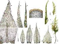 Attēlu rezultāti vaicājumam “Isothecium myosuroides”