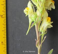 Image result for Linaria vulgaris