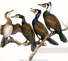 Attēlu rezultāti vaicājumam “Phalacrocorax carbo adult”