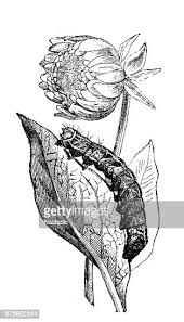 Attēlu rezultāti vaicājumam “Melanchra persicariae larva”