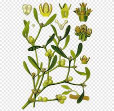 Attēlu rezultāti vaicājumam “Viscum album leaf”