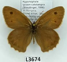 Attēlu rezultāti vaicājumam “Hyponephele lycaon male”