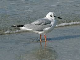 Image result for Chroicocephalus philadelphia