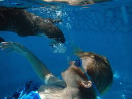 Image result for Cults Otters Amateur Swimming Club