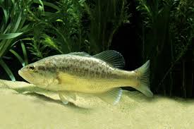 Image result for Micropterus salmoides