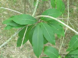Attēlu rezultāti vaicājumam “Chionanthus virginicus leaf”