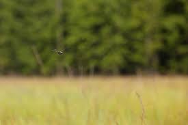 Attēlu rezultāti vaicājumam “Cordulidae”