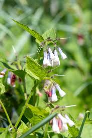 Attēlu rezultāti vaicājumam “Symphytum grandiflorum flower”