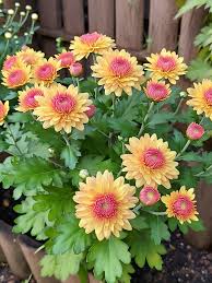 Image result for Chrysanthemum sebatense