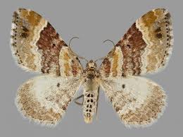 Attēlu rezultāti vaicājumam “Xanthorhoe spadicearia”