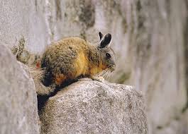 Image result for viscacha