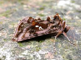 Attēlu rezultāti vaicājumam “Autographa pulchrina”