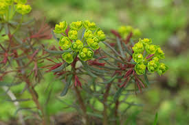 Attēlu rezultāti vaicājumam “Euphorbia cyparissias”