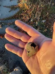 Attēlu rezultāti vaicājumam “Peziza ammophila”