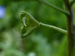 Attēlu rezultāti vaicājumam “Capsella bursa-pastoris fruit”