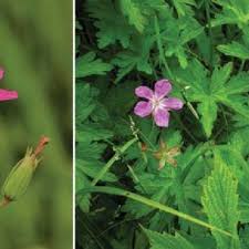 Attēlu rezultāti vaicājumam “Geranium palustre leaf”