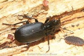 Attēlu rezultāti vaicājumam “Pterostichus quadrifoveolatus”