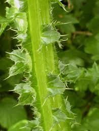 Attēlu rezultāti vaicājumam “Carduus crispus leaf”