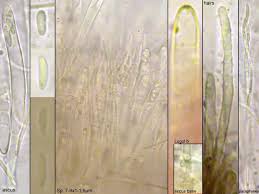 Attēlu rezultāti vaicājumam “Proliferodiscus pulveraceus”