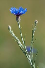 Attēlu rezultāti vaicājumam “Cyanus segetum”