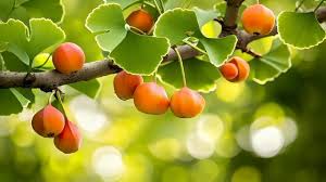 Attēlu rezultāti vaicājumam “Ginkgo biloba fruit”