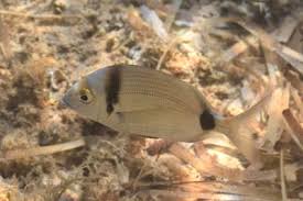 Image result for Diplodus kotschyi