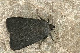 Attēlu rezultāti vaicājumam “Amphipyra livida”