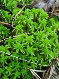Attēlu rezultāti vaicājumam “Sphagnum angustifolium sporophyte”