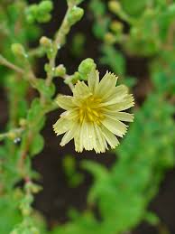 Attēlu rezultāti vaicājumam “Lactuca sativa flower”