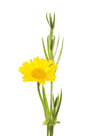 Image result for Chrysanthemum segetum