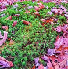 Attēlu rezultāti vaicājumam “Didymodon rigidulus sporophyte”
