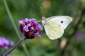 Attēlu rezultāti vaicājumam “Pieris brassicae underside”