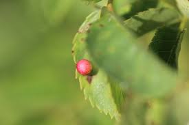 Attēlu rezultāti vaicājumam “Diplolepis eglanteriae”