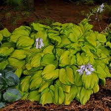 Attēlu rezultāti vaicājumam “Hosta sp.”