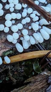 Attēlu rezultāti vaicājumam “Comatricha alta macro”