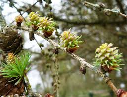Attēlu rezultāti vaicājumam “Larix kaempferi female flower”