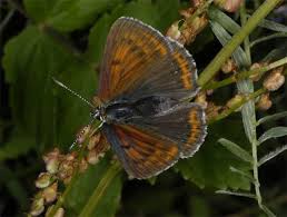 Attēlu rezultāti vaicājumam “Lycaena hippothoe underside”