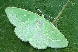 Attēlu rezultāti vaicājumam “Thetidia smaragdaria”